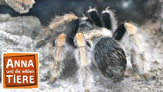 Keine Angst vor Spinnen (Doku) | Reportage für Kinder | Anna und die wilden Tiere