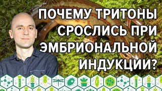 35. Почему тритоны срослись при эмбриональной индукции?