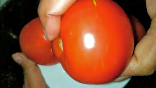 टमाटर तिल की ऐसी चटनी जिसे आप इटली डोसा चावल के साथ खा सकते है ||Tomato Sesame Chutney Recipe