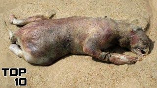 Top 10 Scary Things Found On The Beach