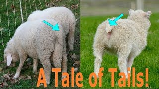 Lamb Tail Docking: Without Blood [How to Use an Elastrator]