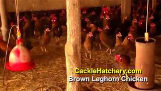 Brown Leghorn Chicken Breed (Breeder Flock) | Cackle Hatchery
