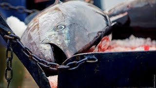 Как Обрабатывается Тунец для Дальнейшей Транспортировки, Морепродукты Индонезия.