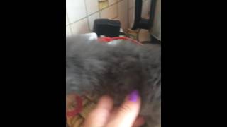 Котенок сосет соску