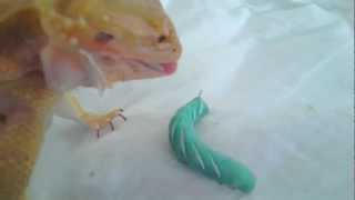 Bearded Dragon feeding goes wrong: epic FAIL !