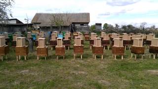 Путь к промышленному пчеловодству/On the way to industrial apiary