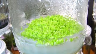 Рецепт Питательной среды для посева  семян Орхидеи Фаленопсис