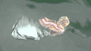 奇妙な生物 見ないで下さい　Strange Creatures