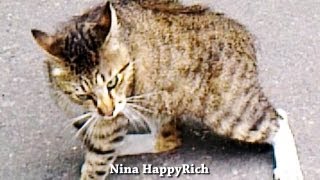 Разборки котов :-)
