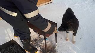 Мангал  со съёмными ножками, высота 11см. быстро недорого, своими руками.