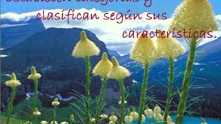 INTELIGENCIA NATURALISTA video