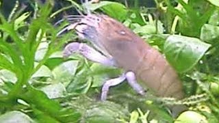 歩く泳ぐアフリカンロックシュリンプ Fun Shrimp,Atya Gabonensis