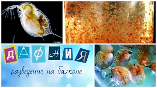 Живая ДАФНИЯ, разведение на балконе. Корм для рыбок ГУППИ.