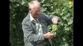 Ласковое имя винограда: Алешенькин