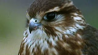 Secret Nature - Facts About Birds of Prey ? | S01E05 | Bird Documentary | Natural History Channel