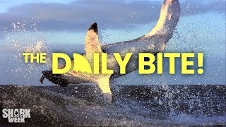 Making Shark Cookies | Countdown to Shark Week: The Daily Bite