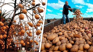 You Wouldn’t Guess How These Products Grow