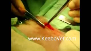 Castration In Male Dog, Watch Veterinarian Doctor Performs Surgery