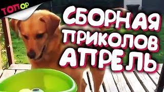 BEST COUB #003 - ЛУЧШИЕ ПРИКОЛЫ НЕДЕЛИ [ТОПор]