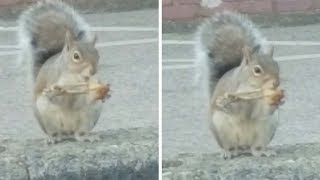 Squirrel Spotted Eating Chicken Wing