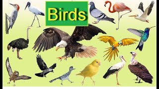 Birds in English. Learn birds.Названия птиц на английском языке.