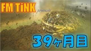 ベルツノガエルの身体測定（39ヶ月目）　NAME：ベルル［Ceratophrys ornata］