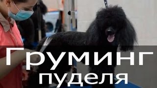 Груминг пуделя, стрижка пуделя, чистка ушей пуделю, стрижка когтей, груминг собак