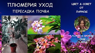 ПЛЮМЕРИЯ ИЛИ ФРАНЖИПАНИ УХОД И ПЕРЕСАДКА