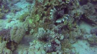 Shaab Marsa Alam