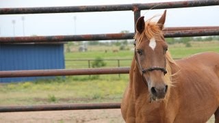 A Will To Live | Houston SPCA