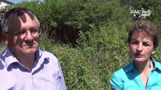 Прививка сирени  На одном растении несколько сортов.Сайт "Садовый мир"