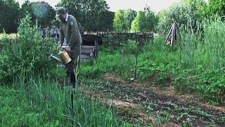 Жидкое зеленое удобрение (конец компостной бочки)