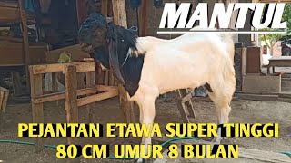 CALON PEJANTAN JUMBO|ETAWA SUPER UMUR 8 BULAN  TINGGI 80 CM