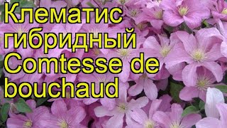 Клематис гибридный Comtesse de bouchaud. Краткий обзор, описание характеристик, где купить саженцы