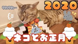 令和初お正月！ネコ用おせち用意してみたら…