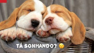 Será que os animais sonham?