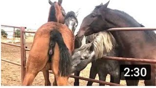 Horse Matting Close up !!!!