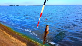 РЫБАЛКА. РЕЛАКС ДЛЯ ГЛАЗ. БЫЧОК НА ПОПЛАВОК!!RELAX. FISHING ON THE FISHING ROD