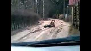Drunk Blonde Girl Coming Home Completely Wasted and Falls Into a Bush. Fail!