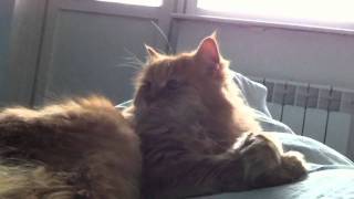 My Hustle Cat Cezar give me a five)ee