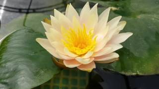 Нимфея Rasmitra (Nymphaea Rasmitra)