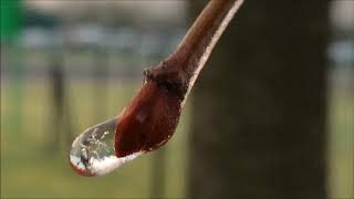 Small-leaved lime (Tilia cordata) - frozen bud - January 2018