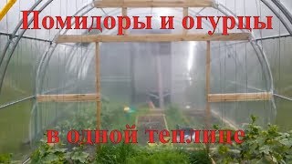 Томаты и огурцы в одной теплице. Наш огород.