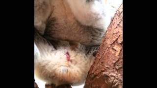 Koalageburt
