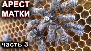 Арест матки для получения маточников тихой смены. часть 3.