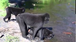 Смотреть приколы бесплатно Самые смешные спаривания животных  Funniest Animals