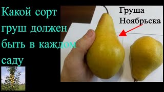 Груша Ноябрьска должна быть в каждом саду
