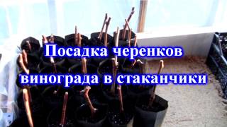 Посадка черенков винограда в стаканчики 2017