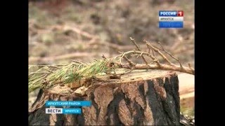 «Чёрные лесорубы» обнаглели: незаконная вырубка ведётся рядом с постом ГИБДД, "Вести-Иркутск"