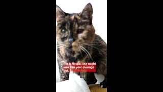Meet the CAT Who's Won a Guinness World Record!